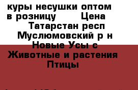 куры несушки.оптом 170 в розницу 200 › Цена ­ 200 - Татарстан респ., Муслюмовский р-н, Новые Усы с. Животные и растения » Птицы   